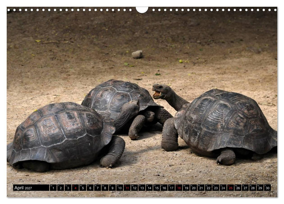 Galapagos Archipel- Faszination Tierwelt (CALVENDO Wandkalender 2027)