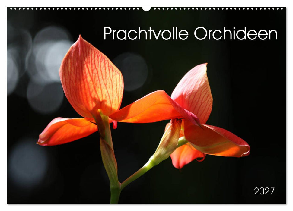Prachtvolle Orchideen (CALVENDO Wandkalender 2027)