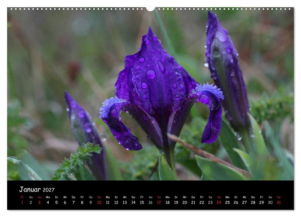 Naturjuwelen - Neusiedler See (CALVENDO Wandkalender 2027)