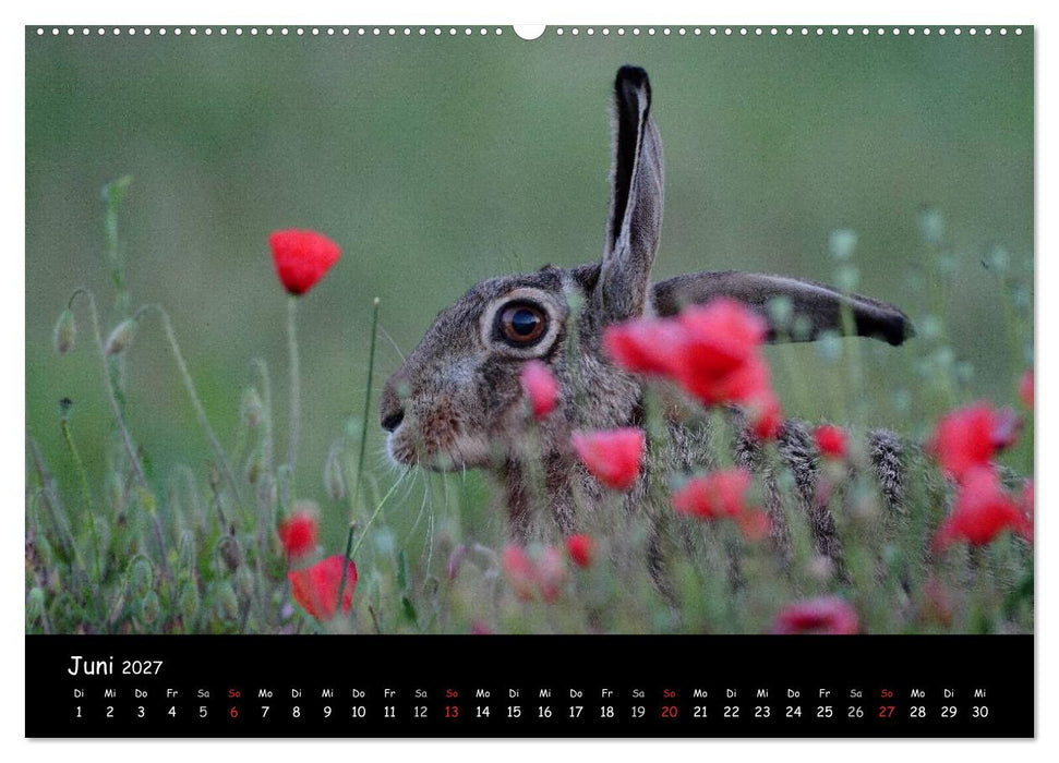 Naturjuwelen - Neusiedler See (CALVENDO Wandkalender 2027)