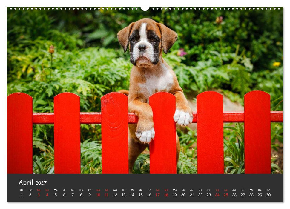 Wenn ich groß bin werd' ich Boxer (CALVENDO Premium Wandkalender 2027)