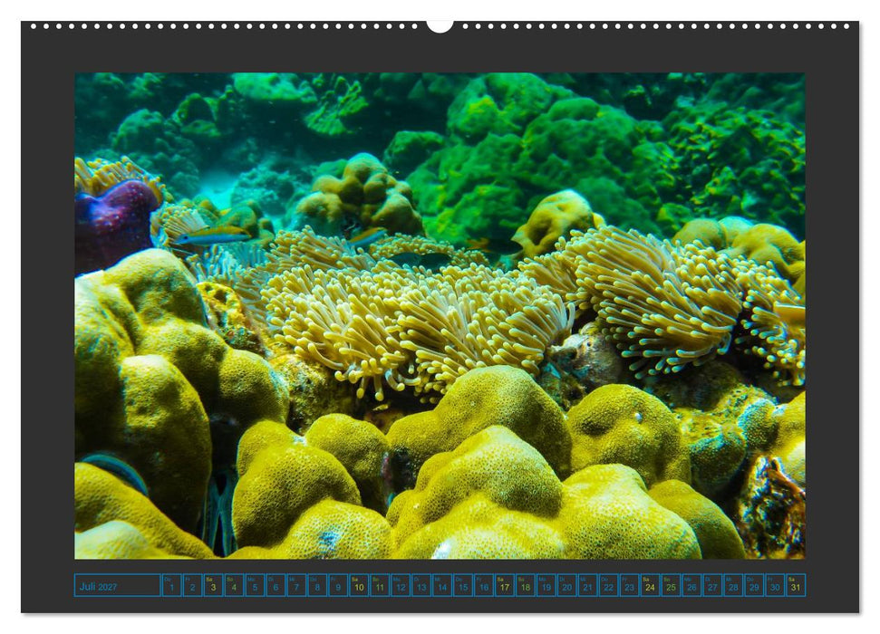 Unterwasserwelt - Das Leben am Korallenriff (CALVENDO Premium Wandkalender 2027)