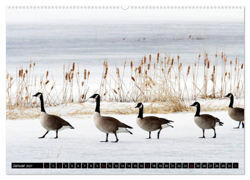 KANADA-GANS - Der 'hupende' Vogel (CALVENDO Wandkalender 2027)