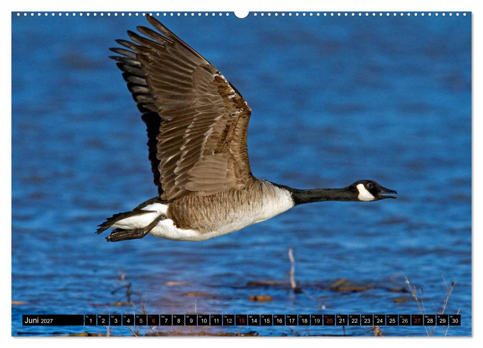 KANADA-GANS - Der 'hupende' Vogel (CALVENDO Wandkalender 2027)