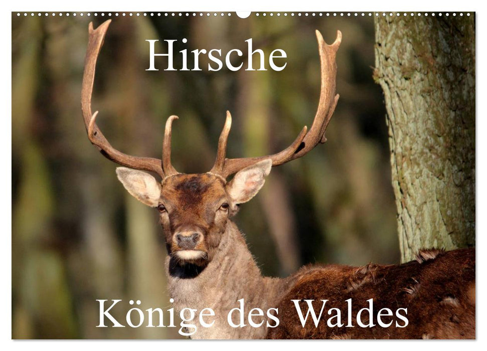 Hirsche - Könige des Waldes/Geburtstagskalender (CALVENDO Wandkalender 2027)