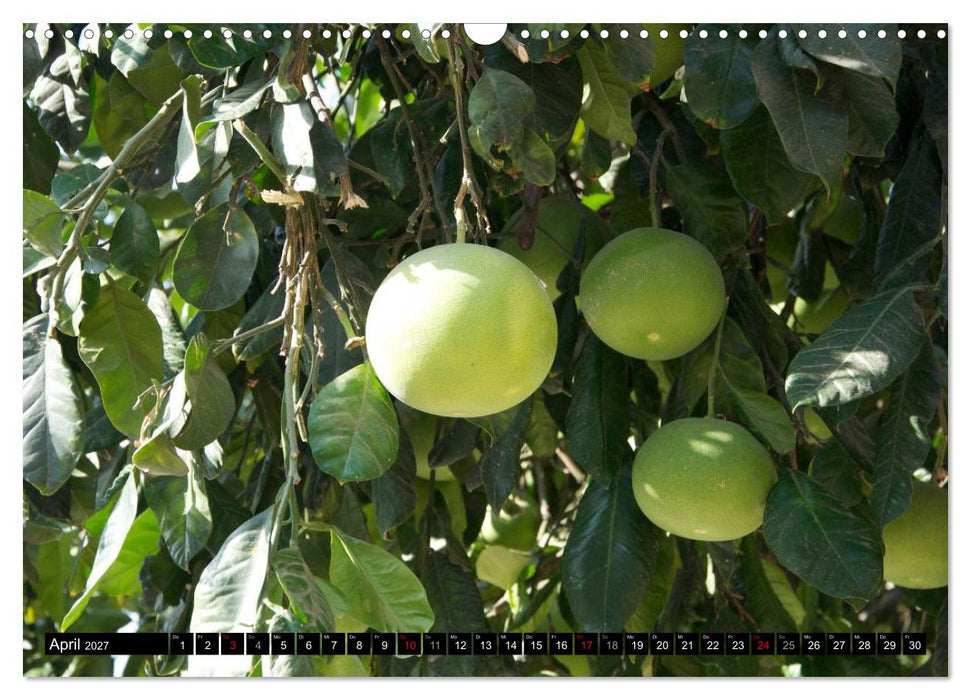 Israel Heute (CALVENDO Wandkalender 2027)