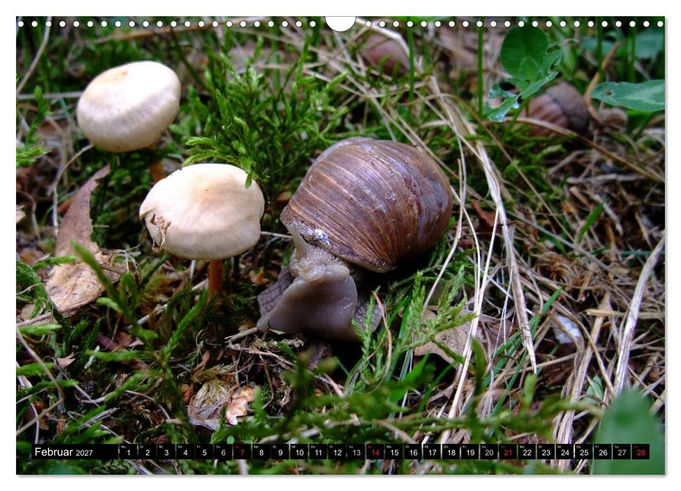 Schneckenleben (CALVENDO Wandkalender 2027)