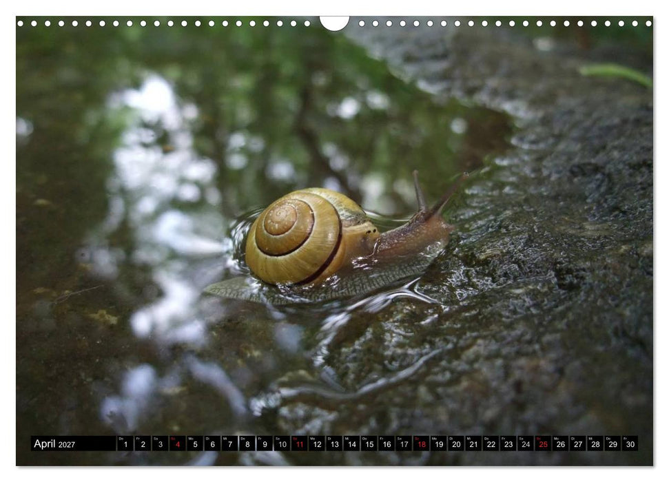 Schneckenleben (CALVENDO Wandkalender 2027)