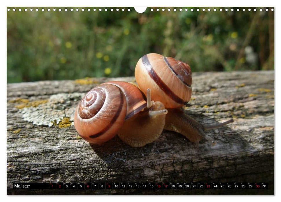 Schneckenleben (CALVENDO Wandkalender 2027)