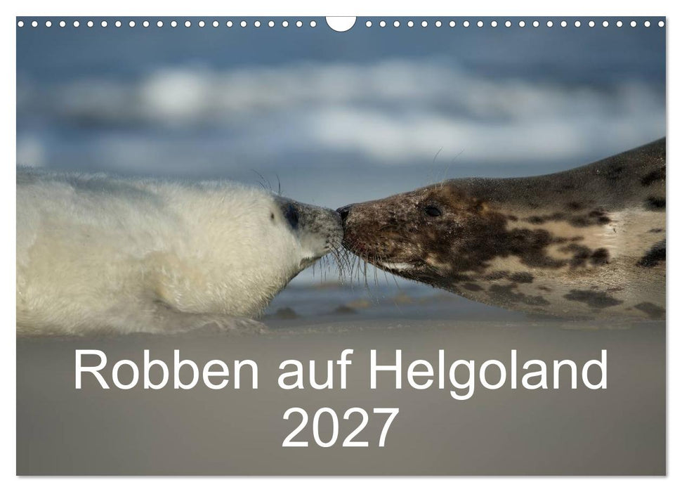 Robben auf Helgoland 2027 (CALVENDO Wandkalender 2027)