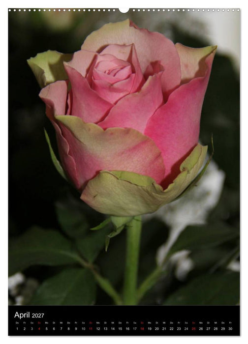 Zauberhafte Rosen (CALVENDO Wandkalender 2027)