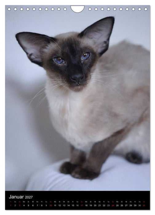 Orientalische Katzen 2027 (CALVENDO Wandkalender 2027)