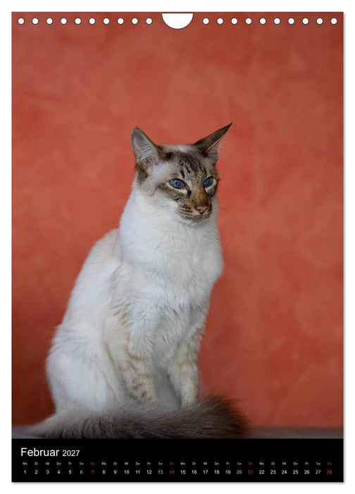 Orientalische Katzen 2027 (CALVENDO Wandkalender 2027)