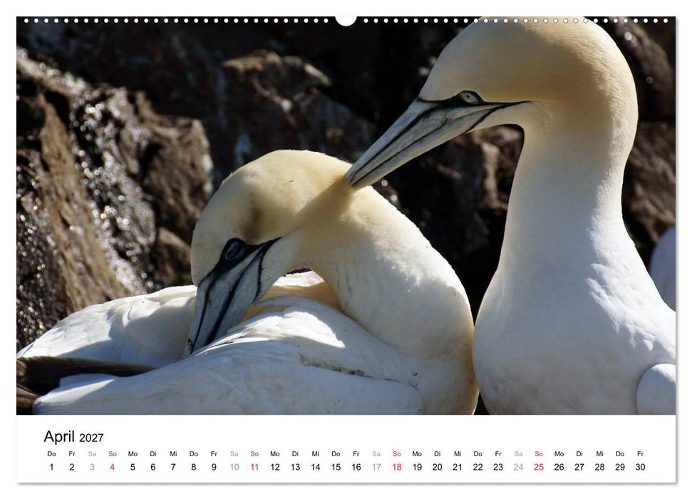 Wildes Schottland 2027 (CALVENDO Premium Wandkalender 2027)