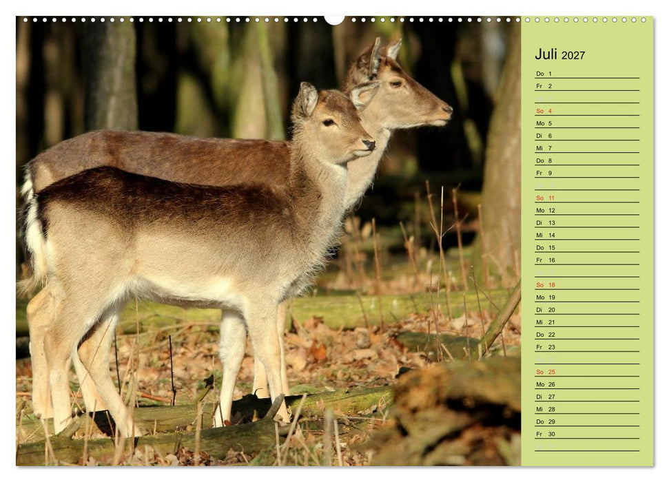 Hirsche - Könige des Waldes/Geburtstagskalender (CALVENDO Premium Wandkalender 2027)