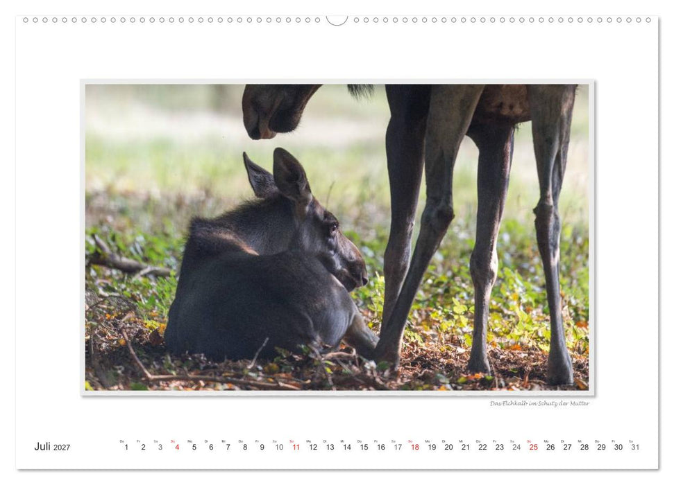 Emotionale Momente: Europäischer Elch. / CH-Version (CALVENDO Premium Wandkalender 2027)