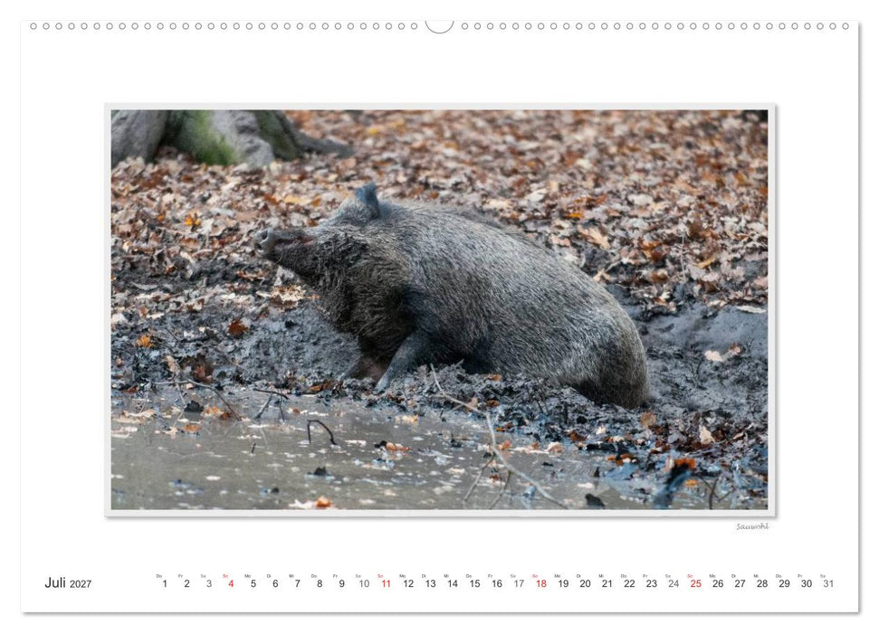 Emotionale Momente: Das Wildschwein. / CH-Version (CALVENDO Premium Wandkalender 2027)