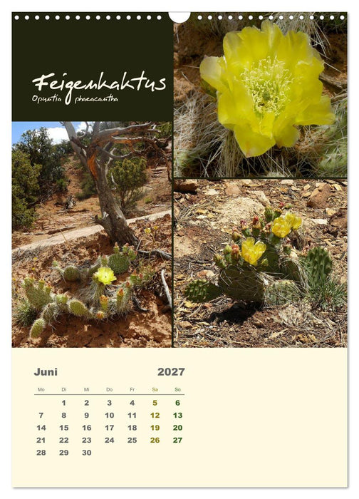 Kakteen der US-Südweststaaten (CALVENDO Wandkalender 2027)