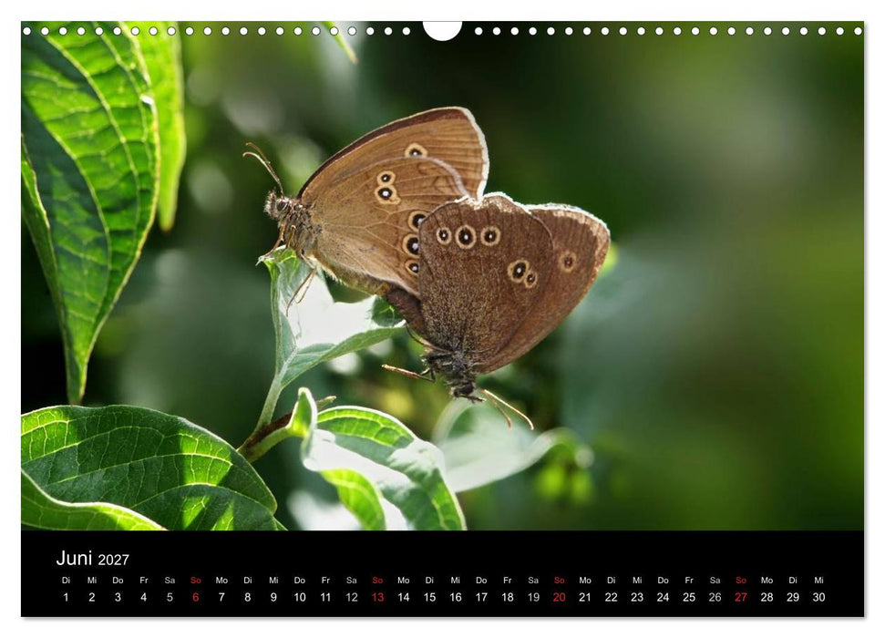 Heimische Schmetterlinge (CALVENDO Wandkalender 2027)