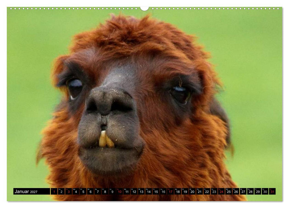 Alpakas und Lamas (CALVENDO Premium Wandkalender 2027)