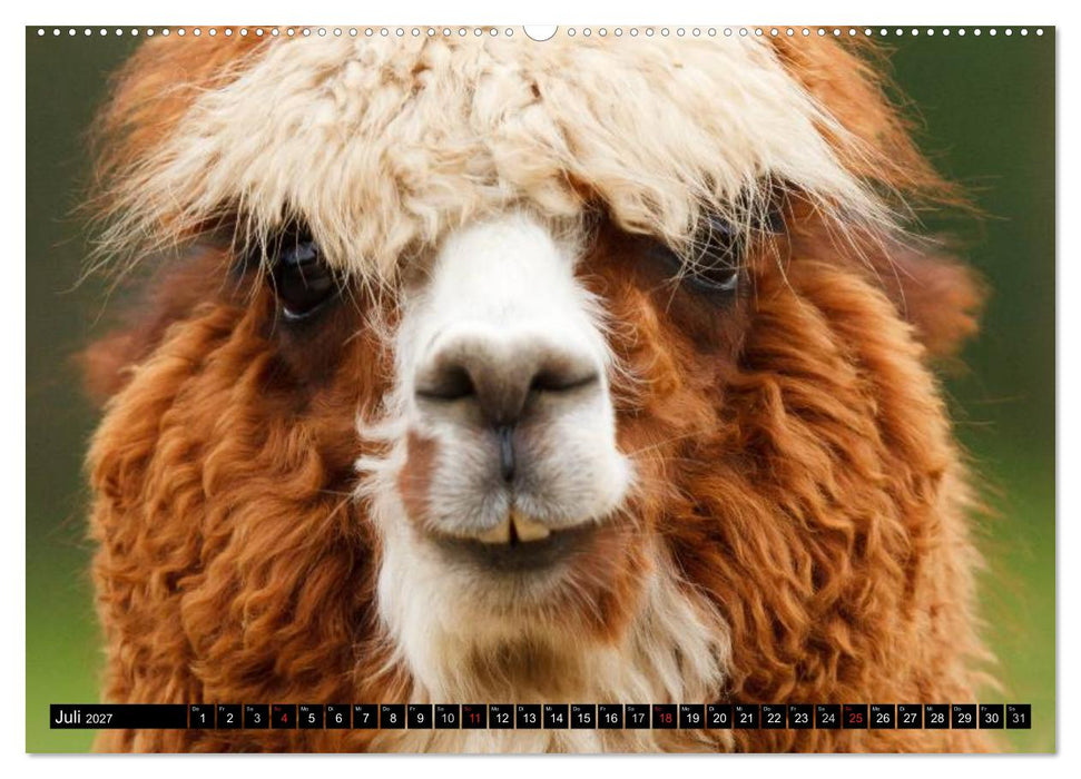Alpakas und Lamas (CALVENDO Premium Wandkalender 2027)