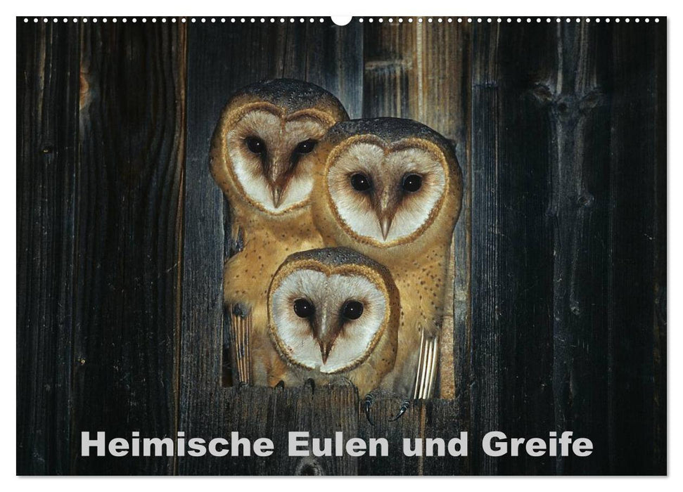 Heimische Eulen und Greife (CALVENDO Wandkalender 2027)