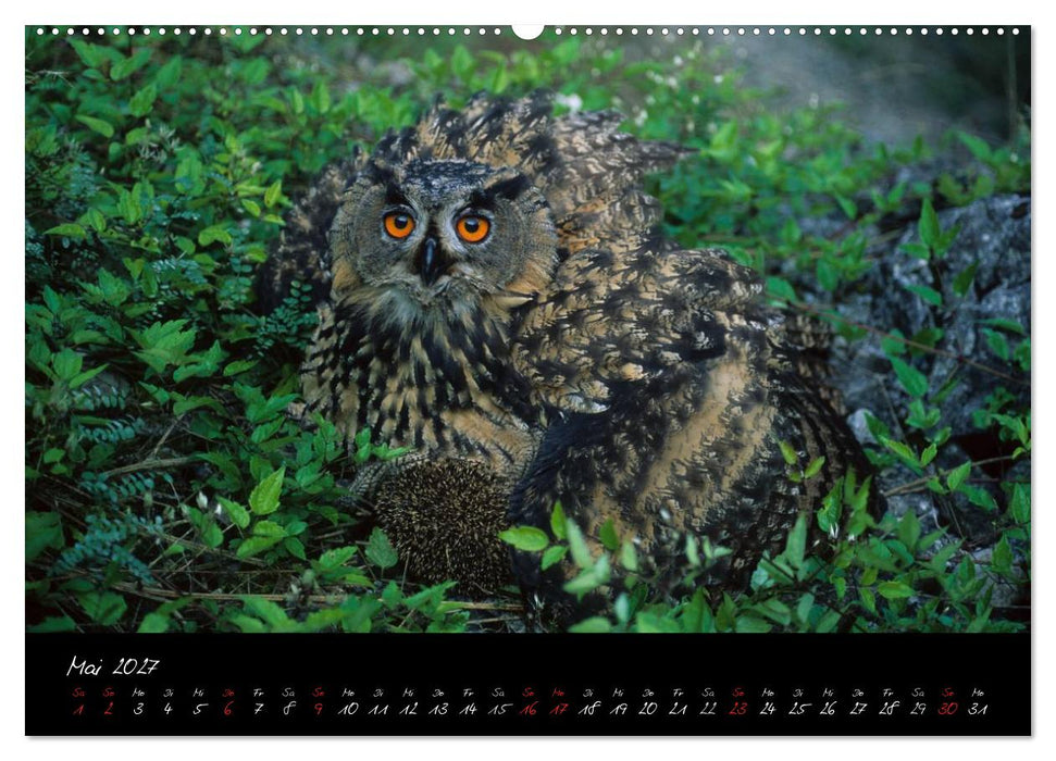 Heimische Eulen und Greife (CALVENDO Wandkalender 2027)