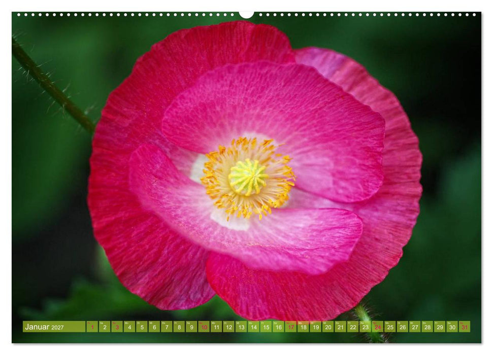 Mohn Tage (CALVENDO Premium Wandkalender 2027)
