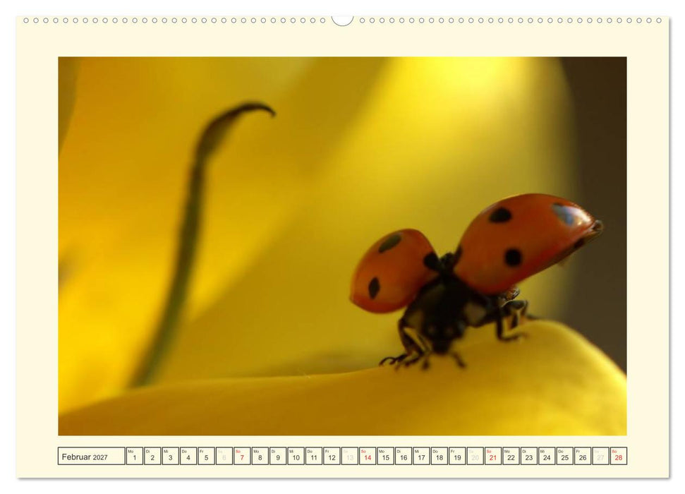 Marienkäfer / 2027 (CALVENDO Premium Wandkalender 2027)