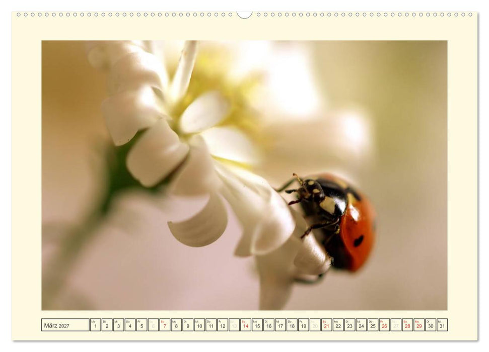 Marienkäfer / 2027 (CALVENDO Premium Wandkalender 2027)