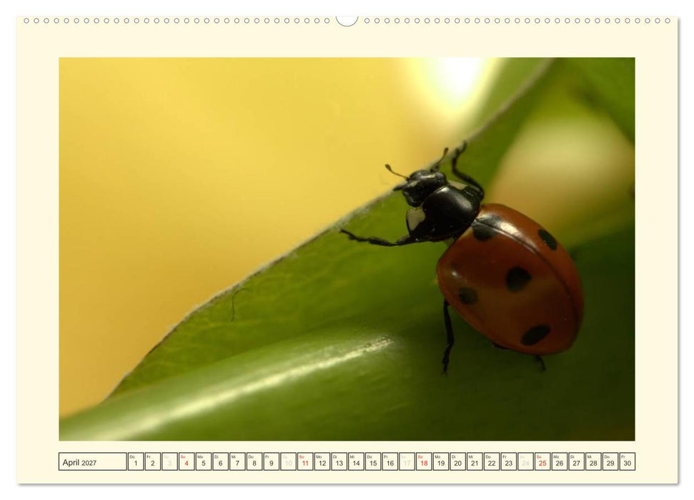 Marienkäfer / 2027 (CALVENDO Premium Wandkalender 2027)