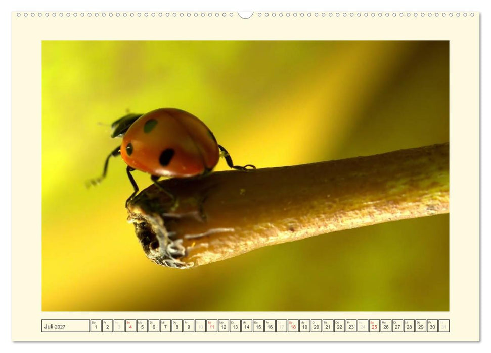 Marienkäfer / 2027 (CALVENDO Premium Wandkalender 2027)