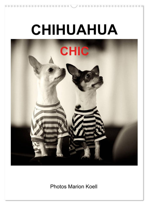 CHIHUAHUA CHIC Photos Marion Koell (CALVENDO Wandkalender 2027)