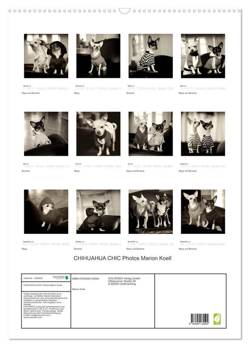 CHIHUAHUA CHIC Photos Marion Koell (CALVENDO Wandkalender 2027)