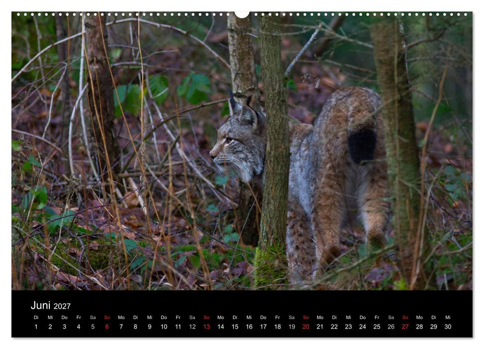 Der Luchs (CALVENDO Premium Wandkalender 2027)