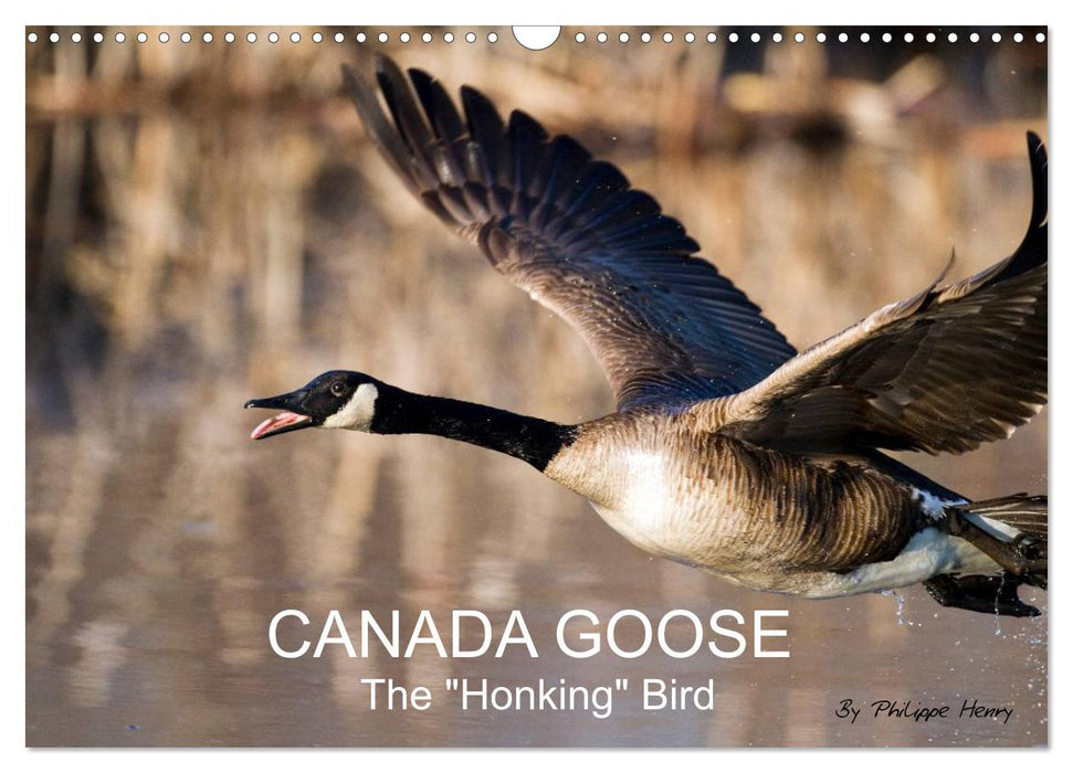 CANADA GOOSE / UK-Version (CALVENDO Monthly Calendar 2027)
