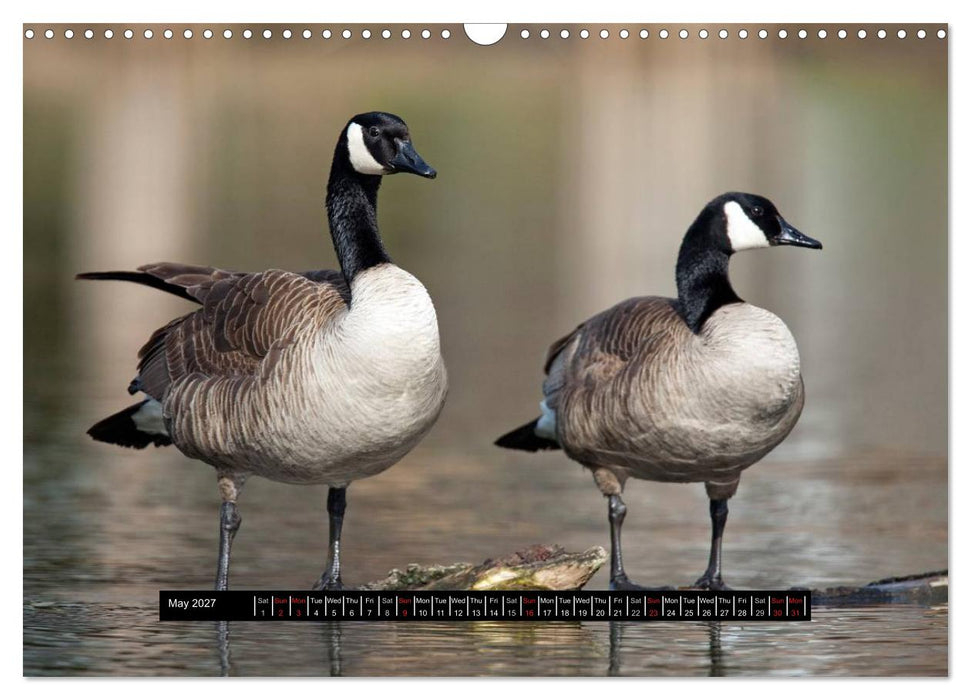 CANADA GOOSE / UK-Version (CALVENDO Monthly Calendar 2027)