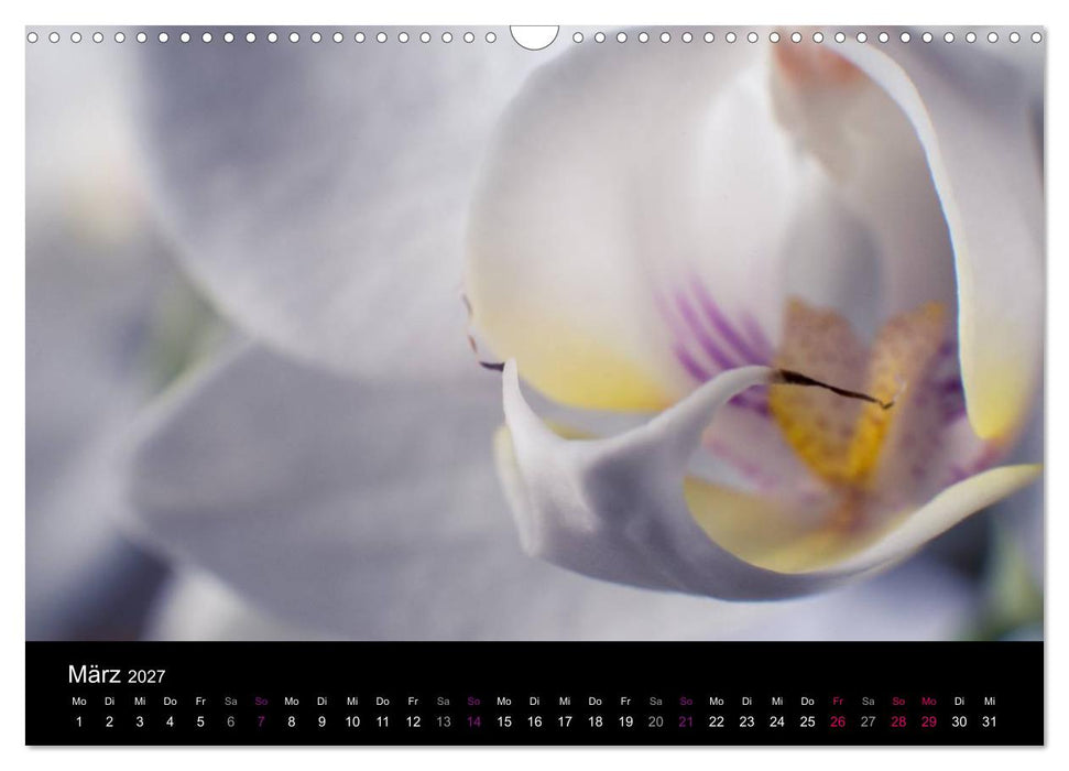 Orchideen Träume (CALVENDO Wandkalender 2027)