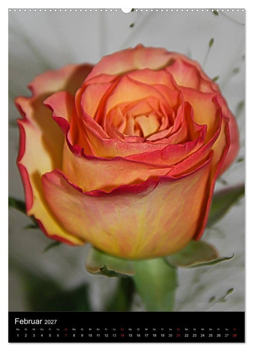 Zauberhafte Rosen (CALVENDO Premium Wandkalender 2027)