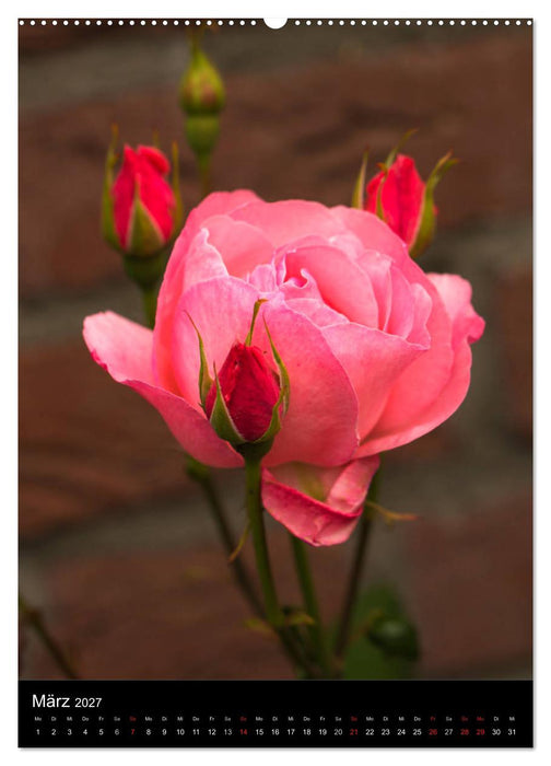 Zauberhafte Rosen (CALVENDO Premium Wandkalender 2027)
