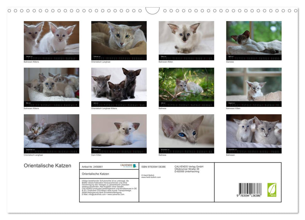 Orientalische Katzen (CALVENDO Wandkalender 2027)