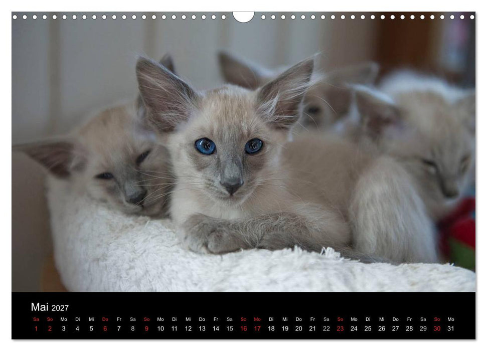 Orientalische Katzen (CALVENDO Wandkalender 2027)