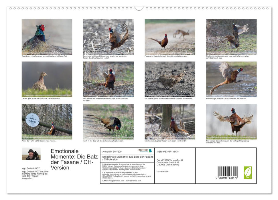 Emotionale Momente: Die Balz der Fasane / CH-Version (CALVENDO Premium Wandkalender 2027)