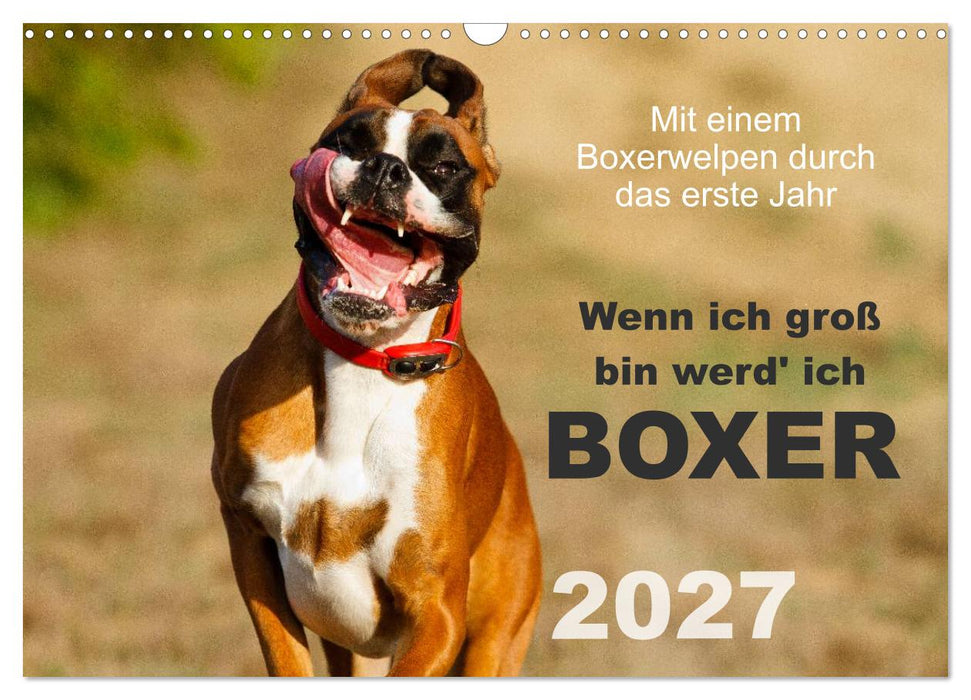 Wenn ich groß bin werd' ich Boxer (CALVENDO Wandkalender 2027)