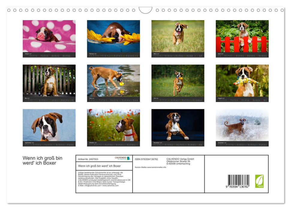 Wenn ich groß bin werd' ich Boxer (CALVENDO Wandkalender 2027)