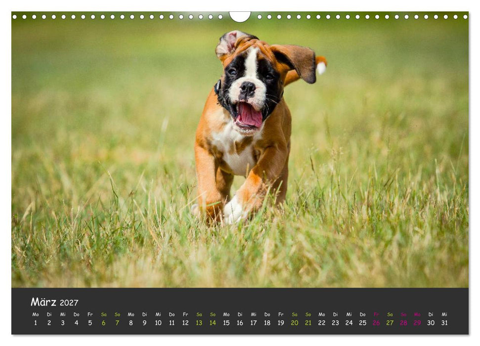 Wenn ich groß bin werd' ich Boxer (CALVENDO Wandkalender 2027)