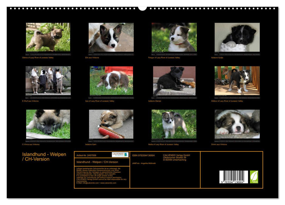 Islandhund - Welpen / CH-Version (CALVENDO Premium Wandkalender 2027)