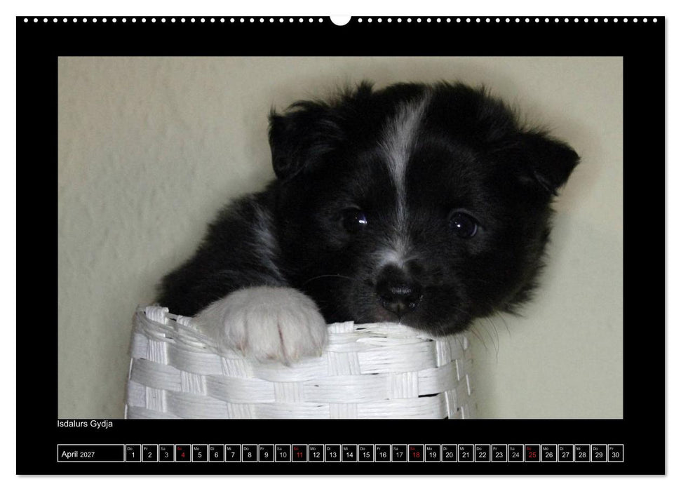 Islandhund - Welpen / CH-Version (CALVENDO Premium Wandkalender 2027)