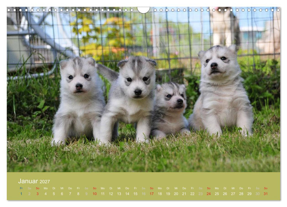 Husky Welpen (CALVENDO Wandkalender 2027)