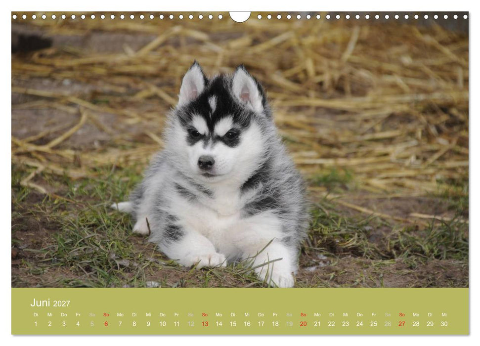 Husky Welpen (CALVENDO Wandkalender 2027)